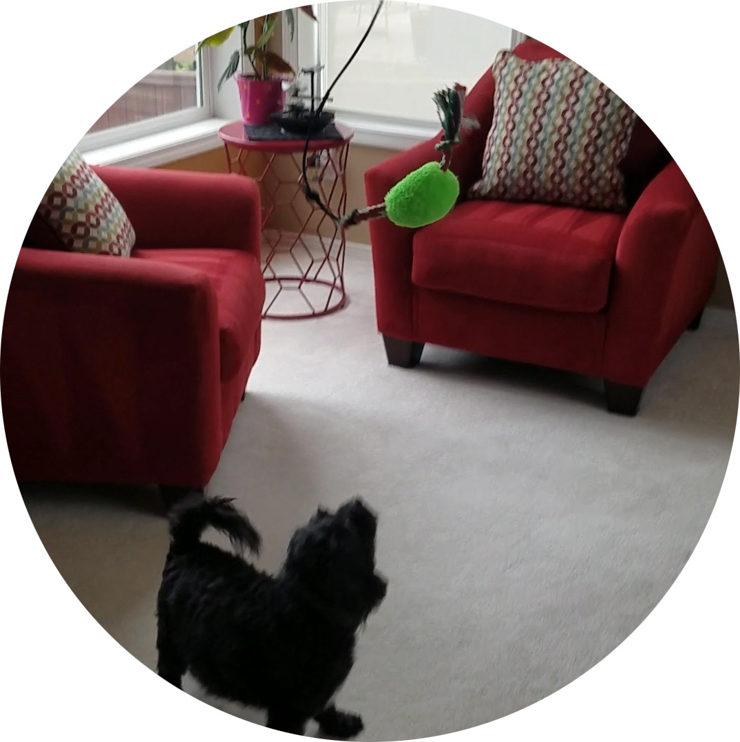 Indoor Tumbo Tugger - Image 8